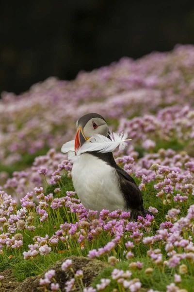 Scotland, Shetland Islands Atlantic puffin
